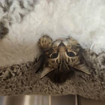 Ezra -  Domestic Short Hair Cat for Adoption in Charleston, South Carolina - Ezra | PetCurious
