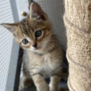 Moby -  Domestic Short Hair Cat for Adoption in Brownsboro, Alabama - Moby | PetCurious