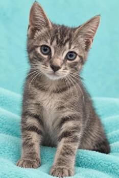 Hugh -  Domestic Short Hair Cat for Adoption in Columbia, Tennessee - Hugh | PetCurious