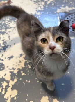 April -  Domestic Short Hair Cat for Adoption in Elwood, New York - April | PetCurious