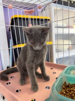 Hurricane -  Domestic Short Hair Cat for Adoption in Johnson City, Tennessee - Hurricane | PetCurious