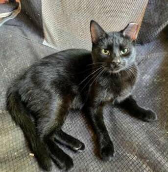 Rescue Domestic Short Hair Cats for Adoption in Warr Acres, Oklahoma - Rune | PetCurious