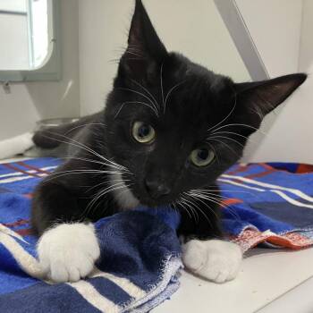 Chidi -  Domestic Short Hair Cat for Adoption in Oak Park, Illinois - Chidi | PetCurious