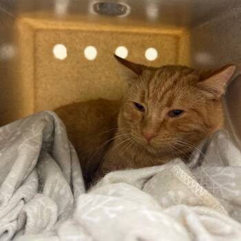 Garfield -  Domestic Short Hair Cat for Adoption in Reno, Nevada - Garfield | PetCurious