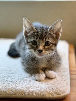 Domestic Short Hair Cats Available for Adoption in Mission Viejo, California - Brooke | PetCurious