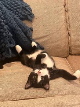Domestic Short Hair Cats Available for Adoption in O