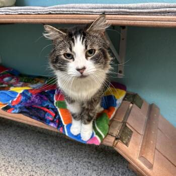 Mr. Brightside -  Domestic Medium Hair Cat for Adoption in Fresno, California - Mr. Brightside | PetCurious