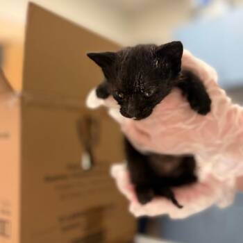 Pid -  Domestic Short Hair Cat for Adoption in Charleston, West Virginia - Pid | PetCurious