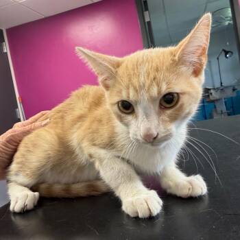 Monroe -  Domestic Short Hair Cat for Adoption in Ponca City, Oklahoma - Monroe | PetCurious
