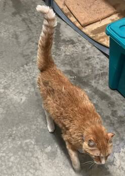 Rescue Domestic Short Hair Cats for Adoption in Mitchell, South Dakota - Bennett - Orange & White - #20 | PetCurious