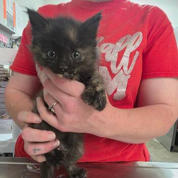 Claudia -  Domestic Long Hair Cat Available for Adoption in Clanton, Alabama - Claudia | PetCurious