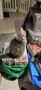 Kittens - Armani & Coco Chanel -  Domestic Long Hair Cat for Adoption in Brantford, Ontario - Kittens - Armani & Coco Chanel | PetCurious