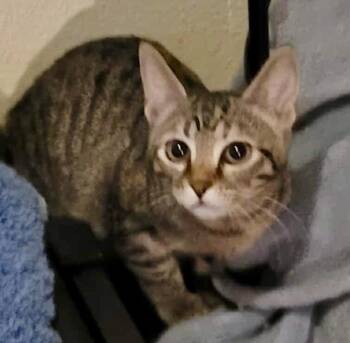 Rescue Domestic Short Hair Cats for Adoption in Jacksonville, Florida - Lilith =^.^= | PetCurious