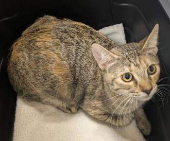 Domestic Short Hair Cats Available for Adoption - Katana | PetCurious