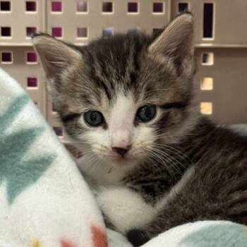Buddy -  Domestic Short Hair Cat for Adoption in North Canton, Ohio - Buddy | PetCurious