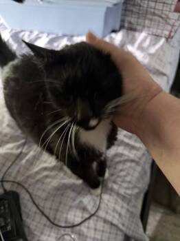 Domestic Short Hair Cats Available for Adoption in Wheaton, Illinois - Ascahire | PetCurious