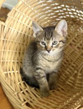 Speckles -  Domestic Short Hair and Tabby Cat for Adoption in Rochester Hills, Michigan - Speckles | PetCurious