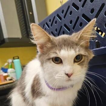 Muffin 2 -  Domestic Short Hair Cat for Adoption in New York, New York - Muffin 2 | PetCurious
