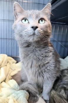 Domestic Medium Hair Cats Available for Adoption in Brooks, Maine - Millie | PetCurious