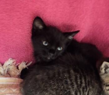 Morton -  Domestic Short Hair Cat for Adoption in Oakland, California - Morton | PetCurious