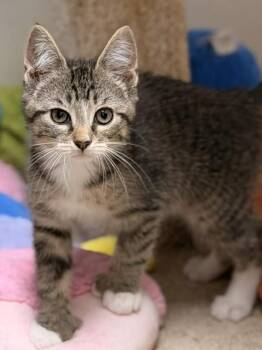 Agnes -  Domestic Short Hair Cat Available for Adoption in Allegan, Michigan - Agnes | PetCurious
