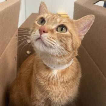Jane -  Domestic Short Hair Cat for Adoption in New York, New York - Jane | PetCurious