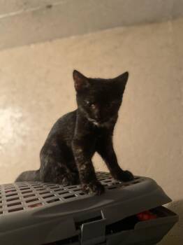 Rescue Domestic Short Hair Cats for Adoption in Eagleville, Tennessee - Edna | PetCurious