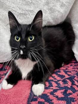 TOPHER -  Domestic Long Hair Cat for Adoption in Derwood, Maryland - TOPHER | PetCurious
