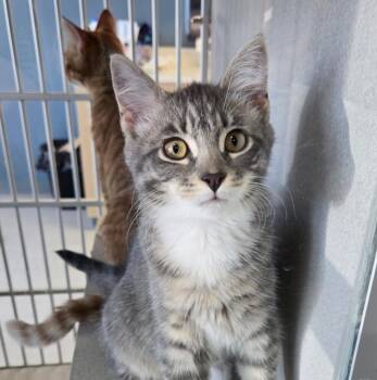 Jesse Lamb -  Domestic Short Hair Cat for Adoption in Seattle, Washington - Jesse Lamb | PetCurious