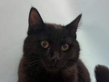 Pluto -  Domestic Short Hair Cat for Adoption in Woodbury, Minnesota - Pluto | PetCurious