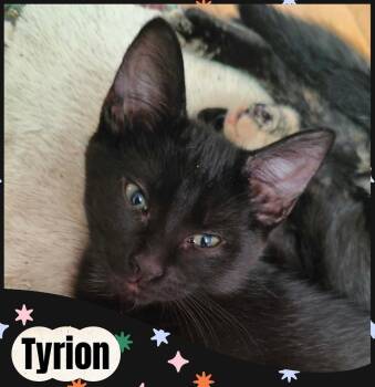Tytion -  Domestic Short Hair Cat for Adoption in Beloeil, Quebec - Tytion | PetCurious
