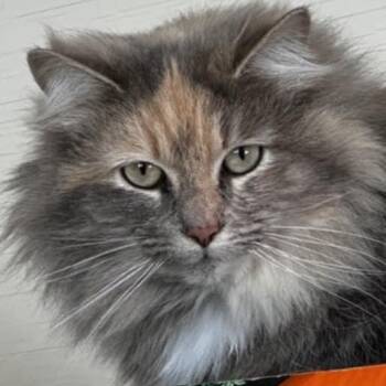 Rescue Domestic Long Hair Cats for Adoption in Montreal, Quebec - Améthyste | PetCurious