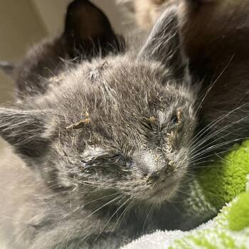 Domestic Short Hair Cats Available for Adoption in Yuma, Arizona - Jamaica | PetCurious