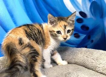 Domestic Short Hair Cats Available for Adoption in Fort Lauderdale, Florida - SELINE | PetCurious