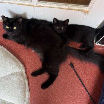 Domestic Medium Hair Cats Available for Adoption in Los Angeles, California - Bookbag | PetCurious