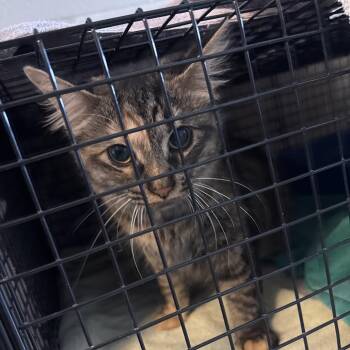 Panini -  Domestic Medium Hair Cat for Adoption in Bristol, Indiana - Panini | PetCurious