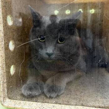 Tennessee -  Domestic Short Hair Cat for Adoption in Philadelphia, Pennsylvania - Tennessee | PetCurious