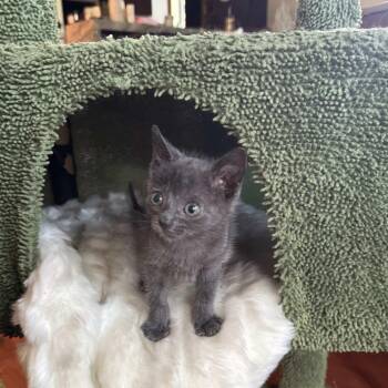 Very Blueberry 15 -  Domestic Short Hair Cat for Adoption in Austin, Texas - Very Blueberry 15 | PetCurious