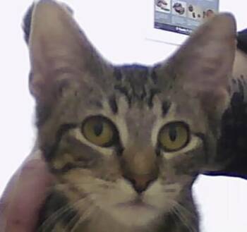 Domestic Short Hair Cats Available for Adoption - Olaf | PetCurious