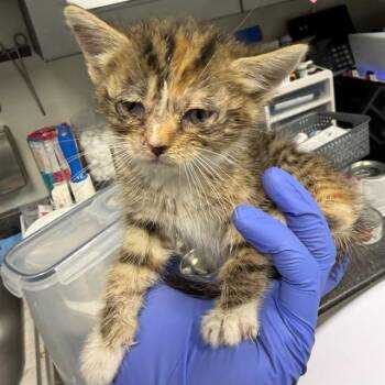 Domestic Short Hair Cats Available for Adoption - NEEDS A FOSTER - GREEN COLLAR | PetCurious