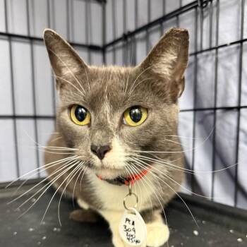 Squash -  Domestic Short Hair Cat for Adoption in Normal, Illinois - Squash | PetCurious