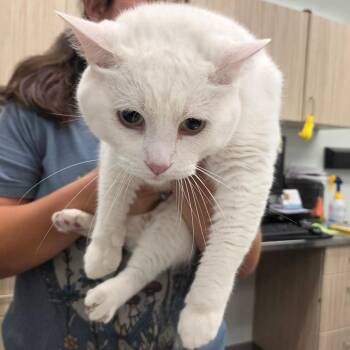 Lunar -  Domestic Short Hair Cat for Adoption in Chattanooga, Tennessee - Lunar | PetCurious