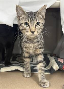 FELIX -  Domestic Long Hair Cat for Adoption in Boston, Massachusetts - FELIX | PetCurious