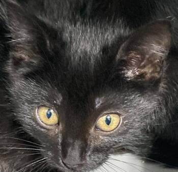 Nebula -  Domestic Short Hair Cat for Adoption in Dayton, Minnesota - Nebula | PetCurious
