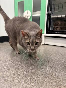 Han -  Domestic Medium Hair Cat for Adoption in Lunenburg, Vermont - Han | PetCurious