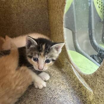 Domestic Short Hair Cats Available for Adoption - Anchovy | PetCurious