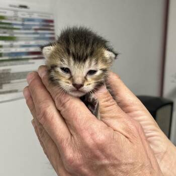 Domestic Short Hair Cats Available for Adoption - Roobie | PetCurious