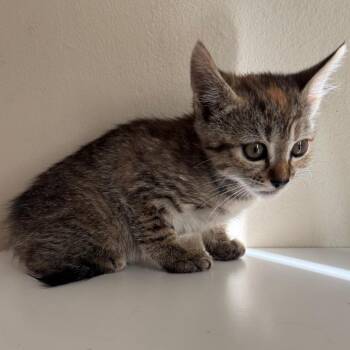 Domestic Short Hair Cats Available for Adoption in Sunnyvale, California - Norah | PetCurious