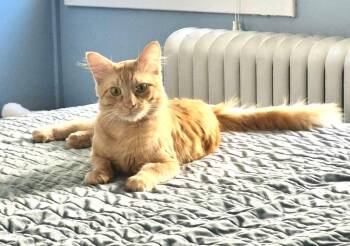 Theodore -  Domestic Long Hair Cat for Adoption in Hampton, Virginia - Theodore | PetCurious