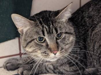 Shadow -  Domestic Short Hair Cat for Adoption in Minneapolis, Minnesota - Shadow | PetCurious